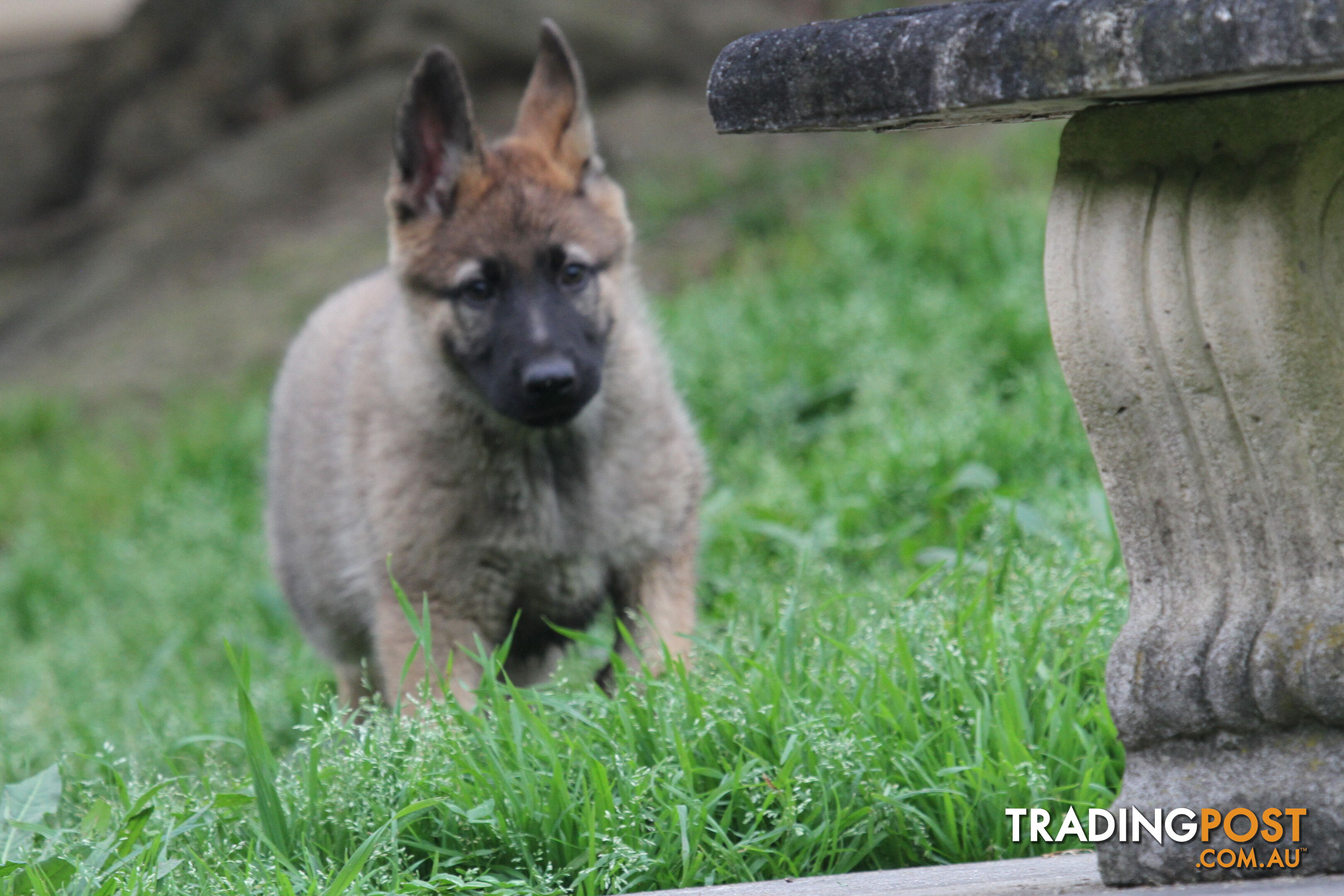 GERMAN SHEPHERD 2 STUNNING MALES PRICE REDUCED PARENTS HIP XRAYED