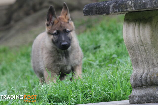 GERMAN SHEPHERD 2 STUNNING MALES PRICE REDUCED PARENTS HIP XRAYED