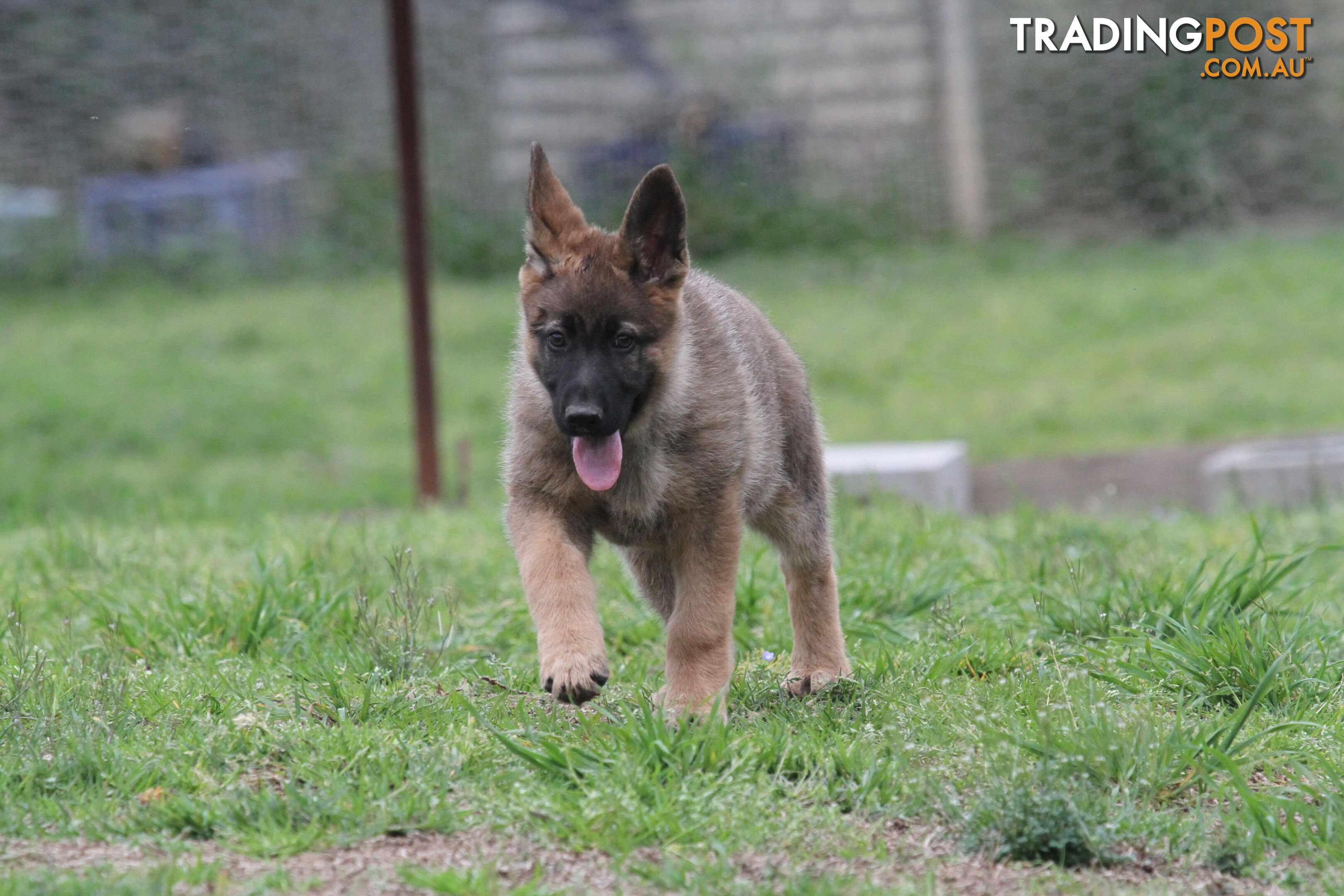 GERMAN SHEPHERD 2 STUNNING MALES PRICE REDUCED PARENTS HIP XRAYED