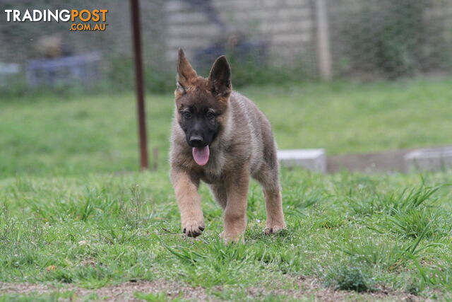 GERMAN SHEPHERD 2 STUNNING MALES PRICE REDUCED PARENTS HIP XRAYED