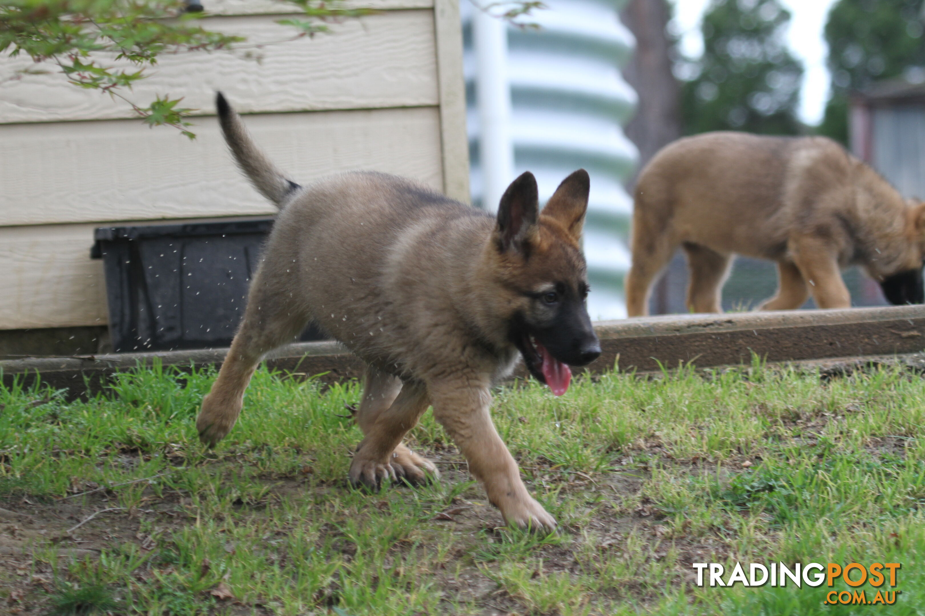 GERMAN SHEPHERD 2 STUNNING MALES PRICE REDUCED PARENTS HIP XRAYED