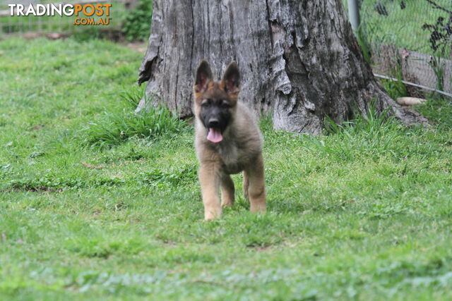 GERMAN SHEPHERD 2 STUNNING MALES PRICE REDUCED PARENTS HIP XRAYED