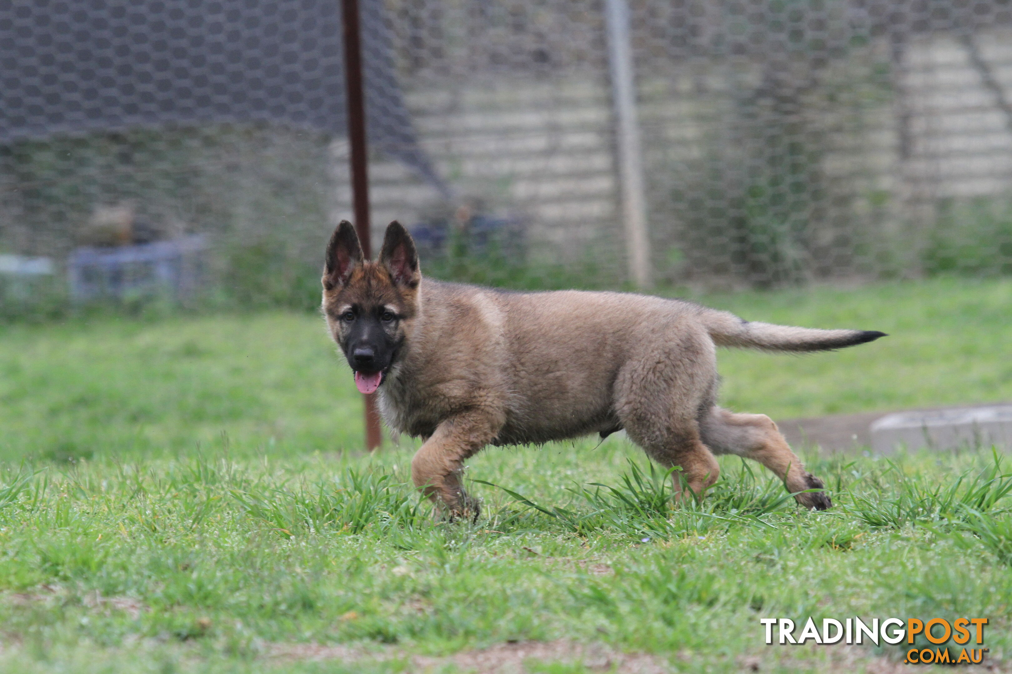 GERMAN SHEPHERD 2 STUNNING MALES PRICE REDUCED PARENTS HIP XRAYED