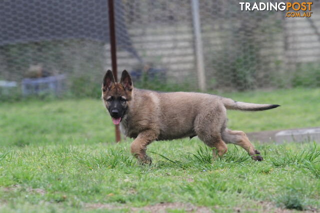 GERMAN SHEPHERD 2 STUNNING MALES PRICE REDUCED PARENTS HIP XRAYED