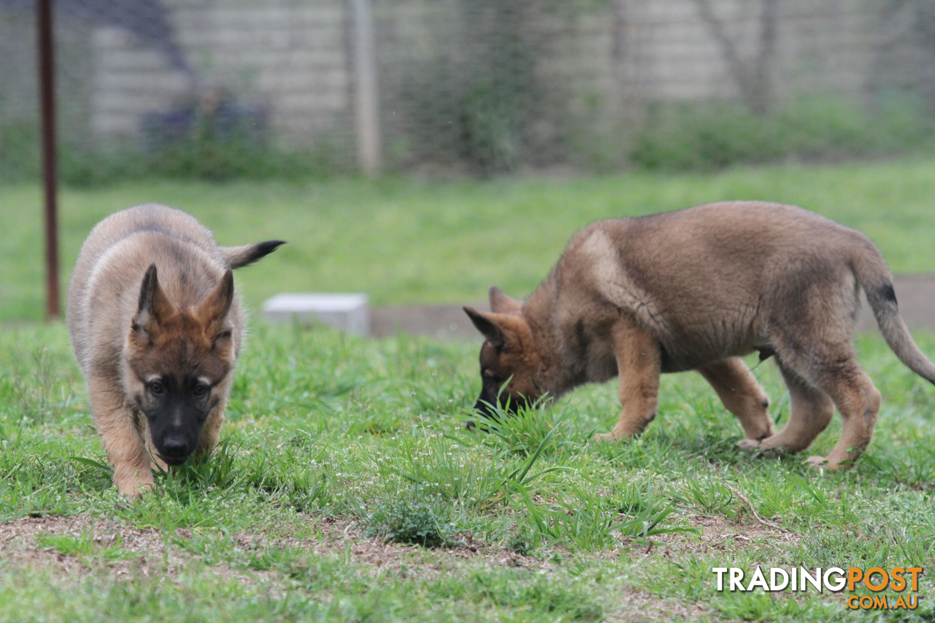 GERMAN SHEPHERD 2 STUNNING MALES PRICE REDUCED PARENTS HIP XRAYED