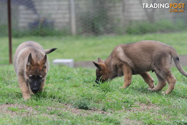 GERMAN SHEPHERD 2 STUNNING MALES PRICE REDUCED PARENTS HIP XRAYED