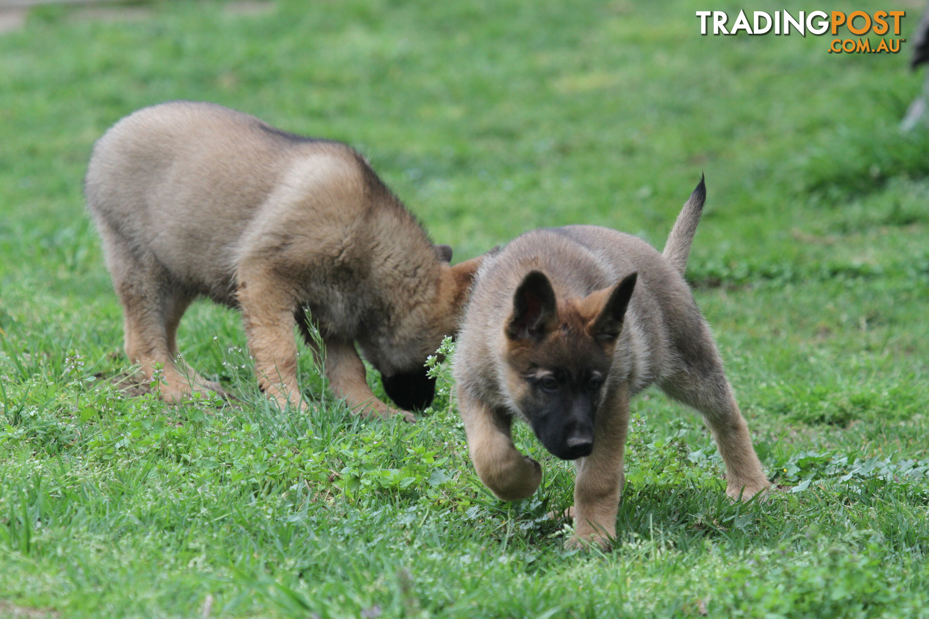 GERMAN SHEPHERD 2 STUNNING MALES PRICE REDUCED PARENTS HIP XRAYED