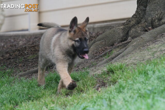 GERMAN SHEPHERD 2 STUNNING MALES PRICE REDUCED PARENTS HIP XRAYED