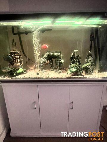 Complete Freshwater Tropical Tank Setup with Fish (XL Pleccos)