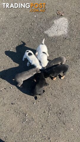 Kelpie Puppies for sale