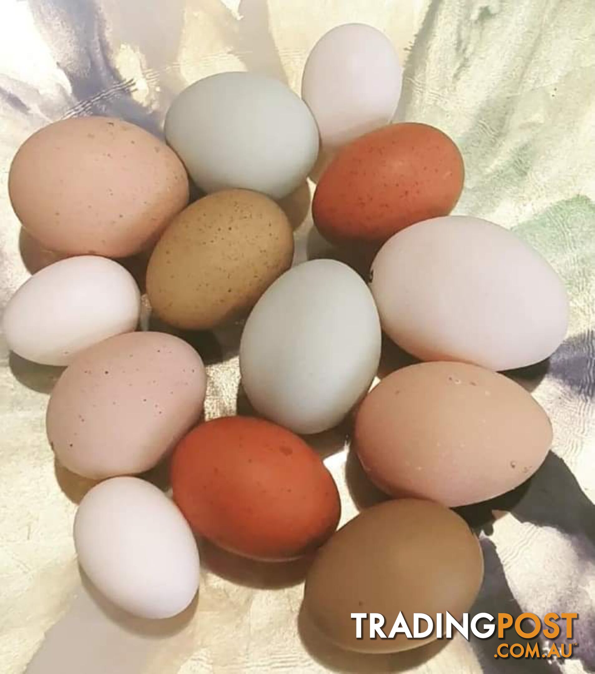 Fertile Eggs Dark Brahma and Cream Leg Bar