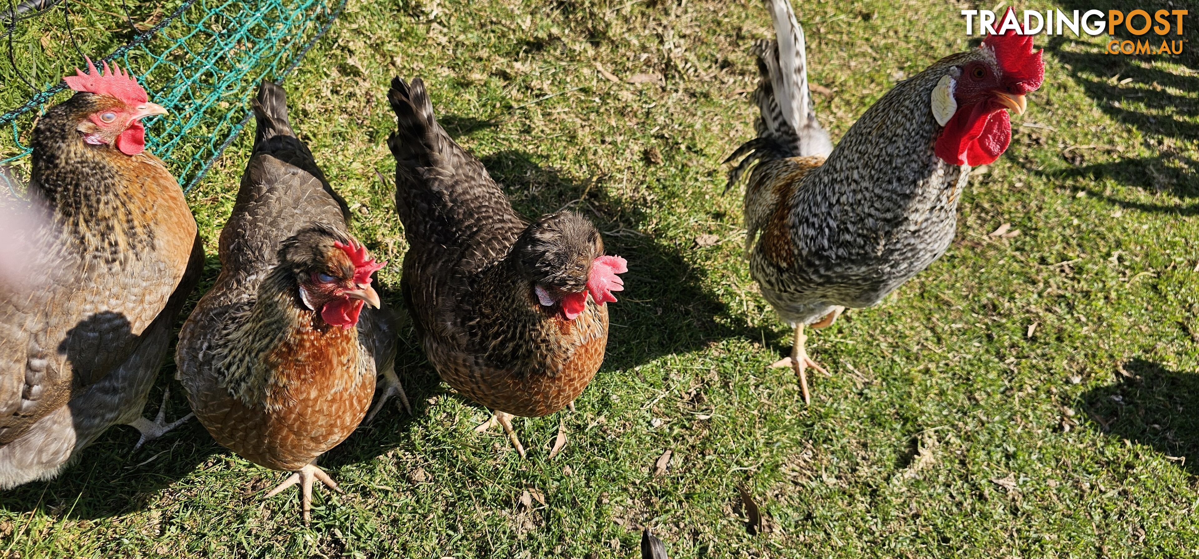 Fertile Eggs Dark Brahma and Cream Leg Bar