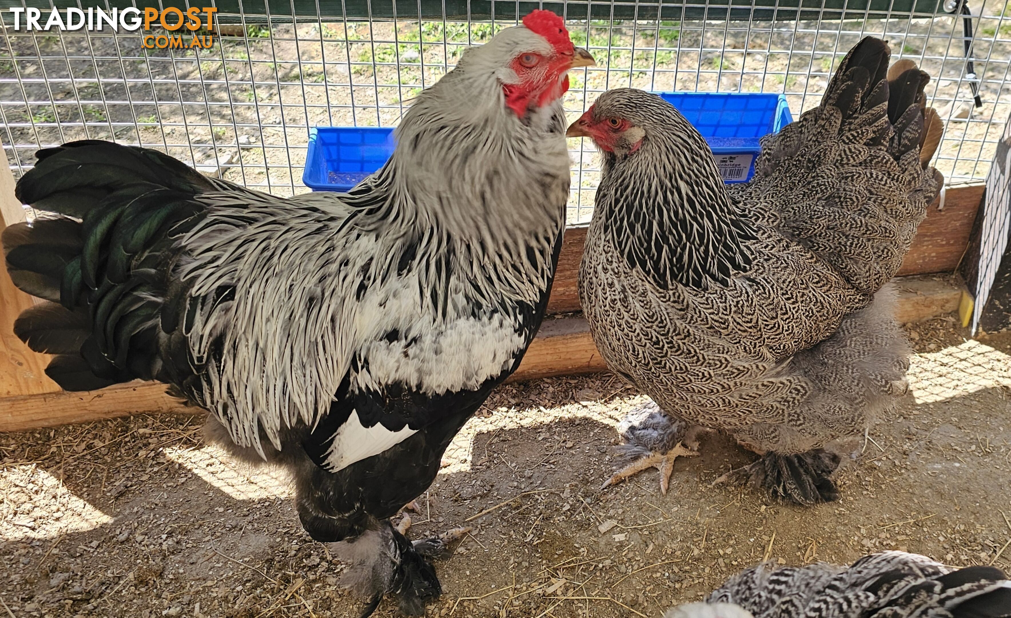 Dark Brahma and Cream Leg Bar female chicks