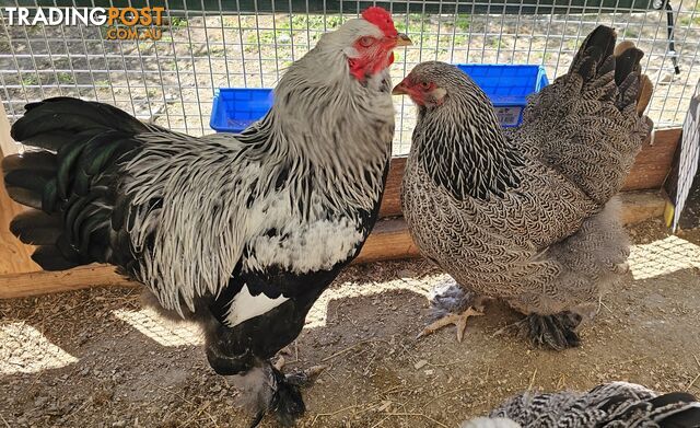 Dark Brahma and Cream Leg Bar female chicks