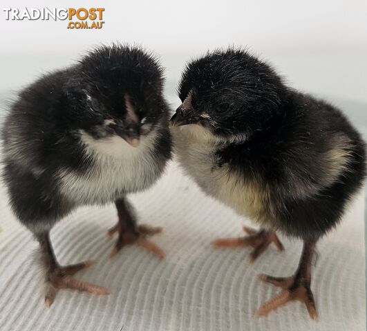 Dark Brahma and Cream Leg Bar female chicks