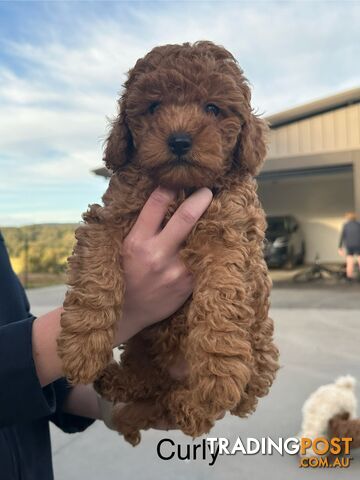 Gorgeous Toy Cavoodle for sale