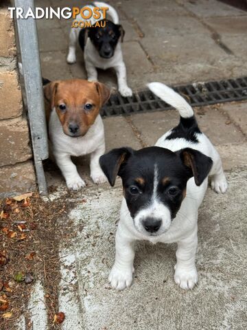 🐾 Adorable Female Jack Russell Puppies for Sale! 🐾