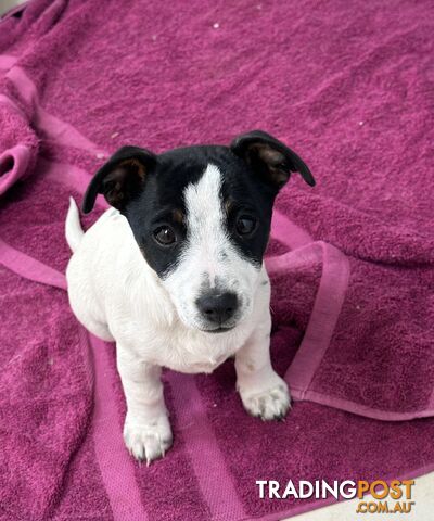 Jack Russell Pups Puppies