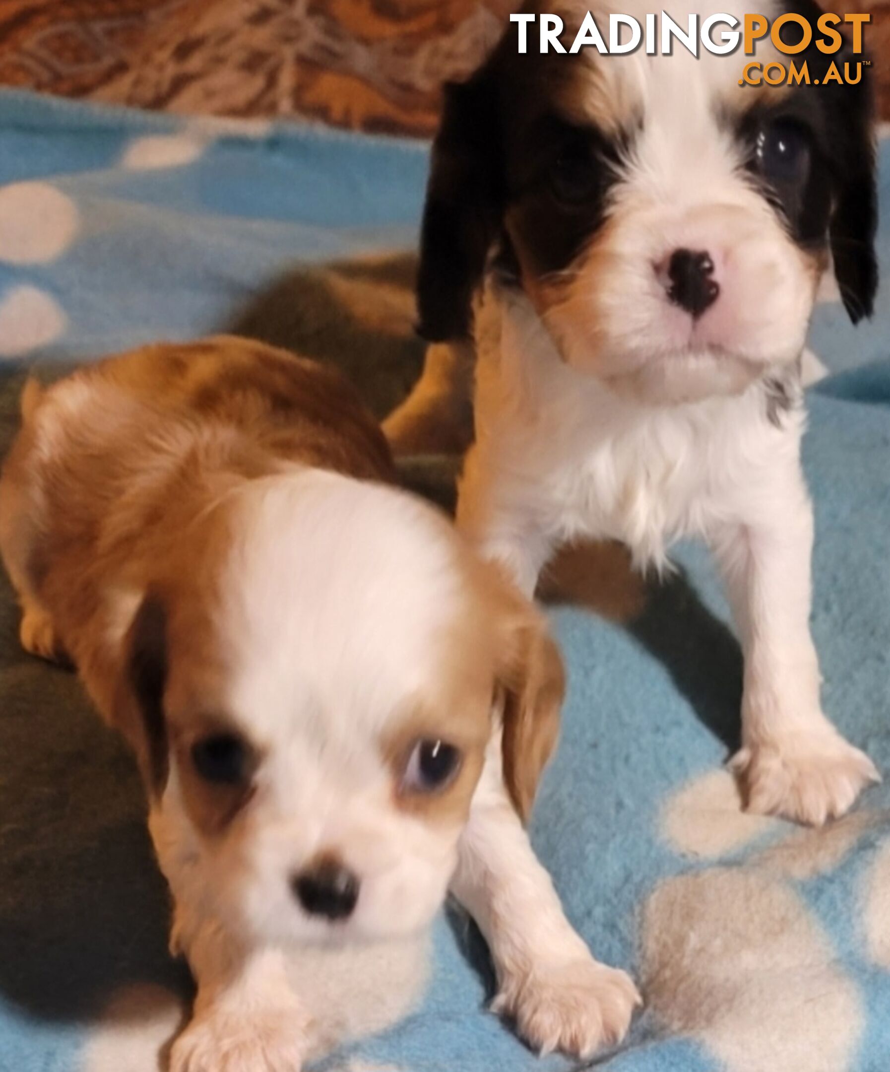 Cavalier Puppies 1 left