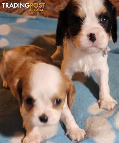 Cavalier Puppies 1 left