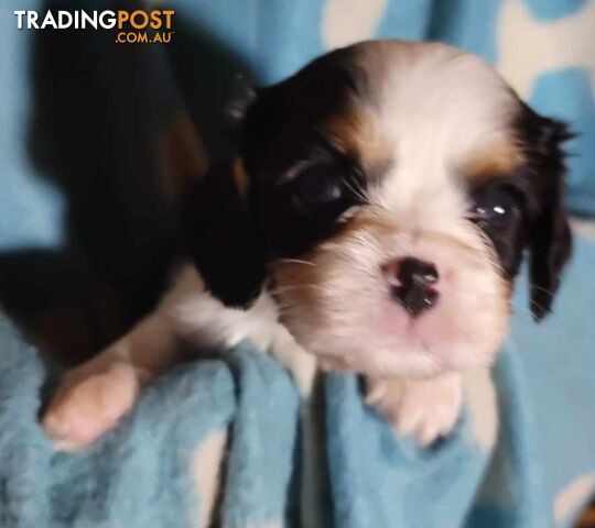 Cavalier Puppies 1 left