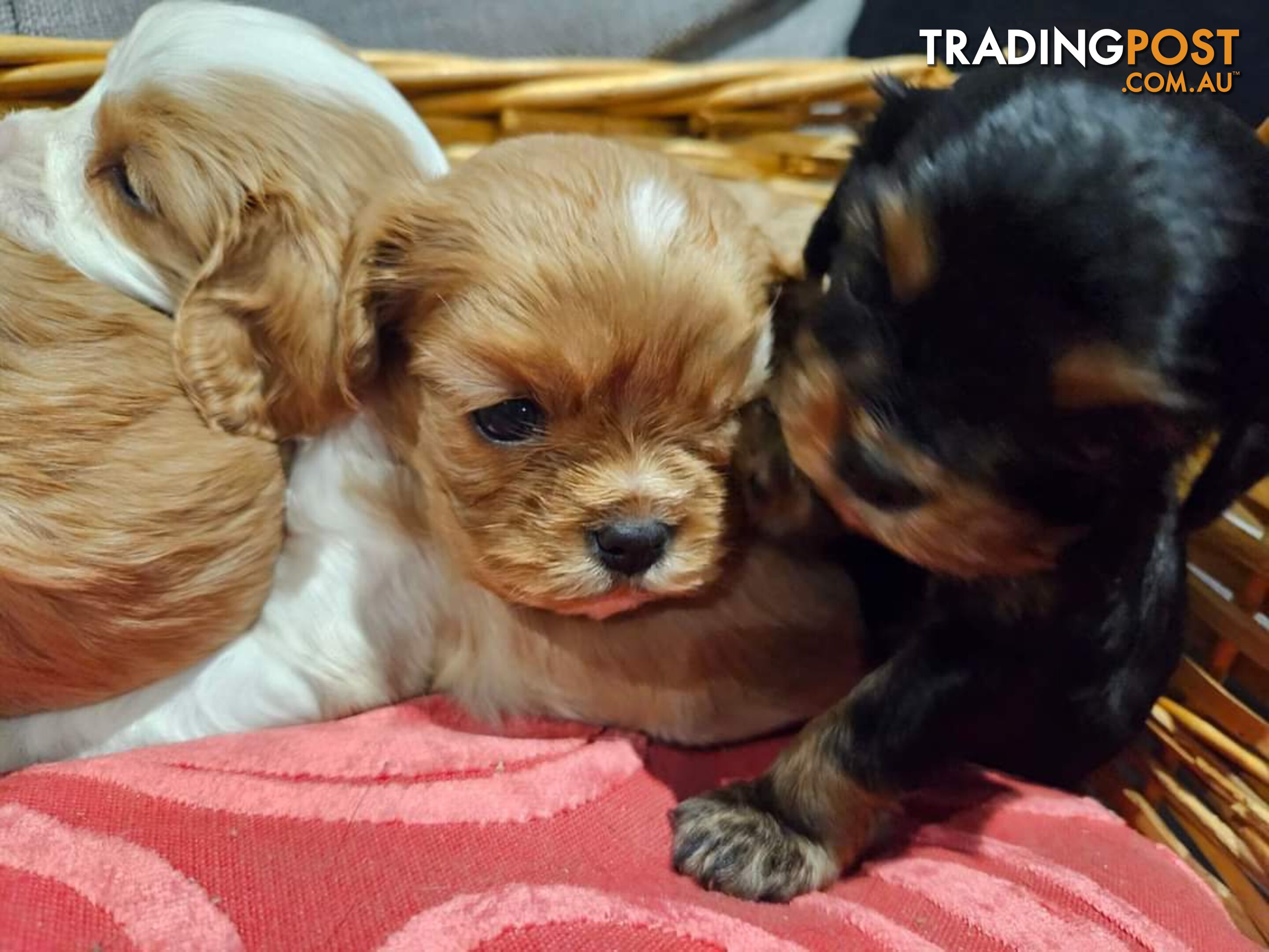 Cavalier Puppies 1 left