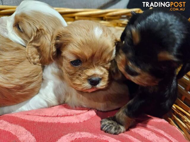 Cavalier Puppies 1 left