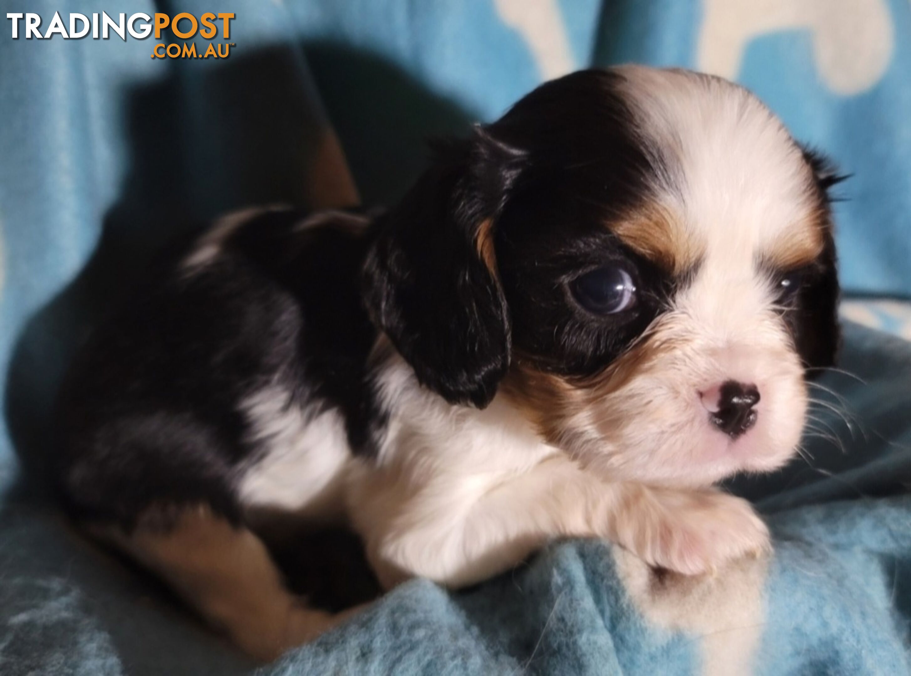 Cavalier Puppies 1 left