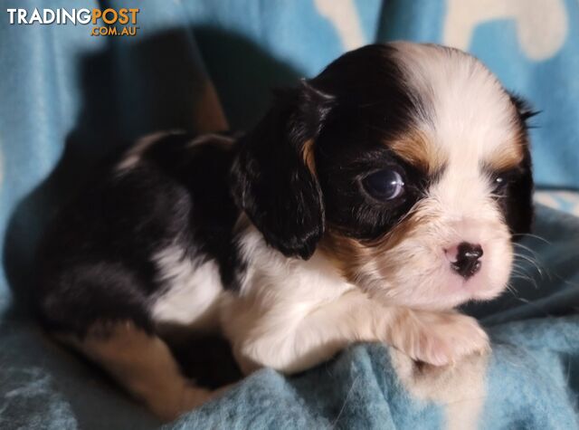 Cavalier Puppies 1 left