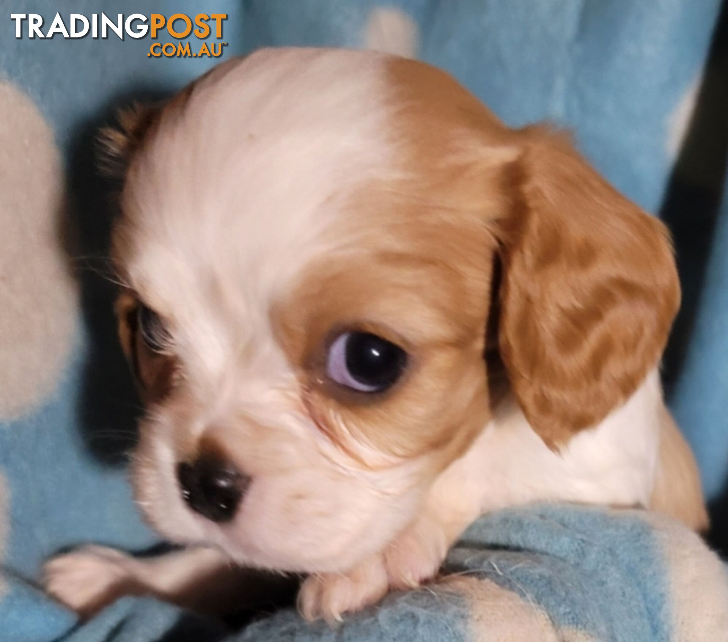 Cavalier Puppies 1 left