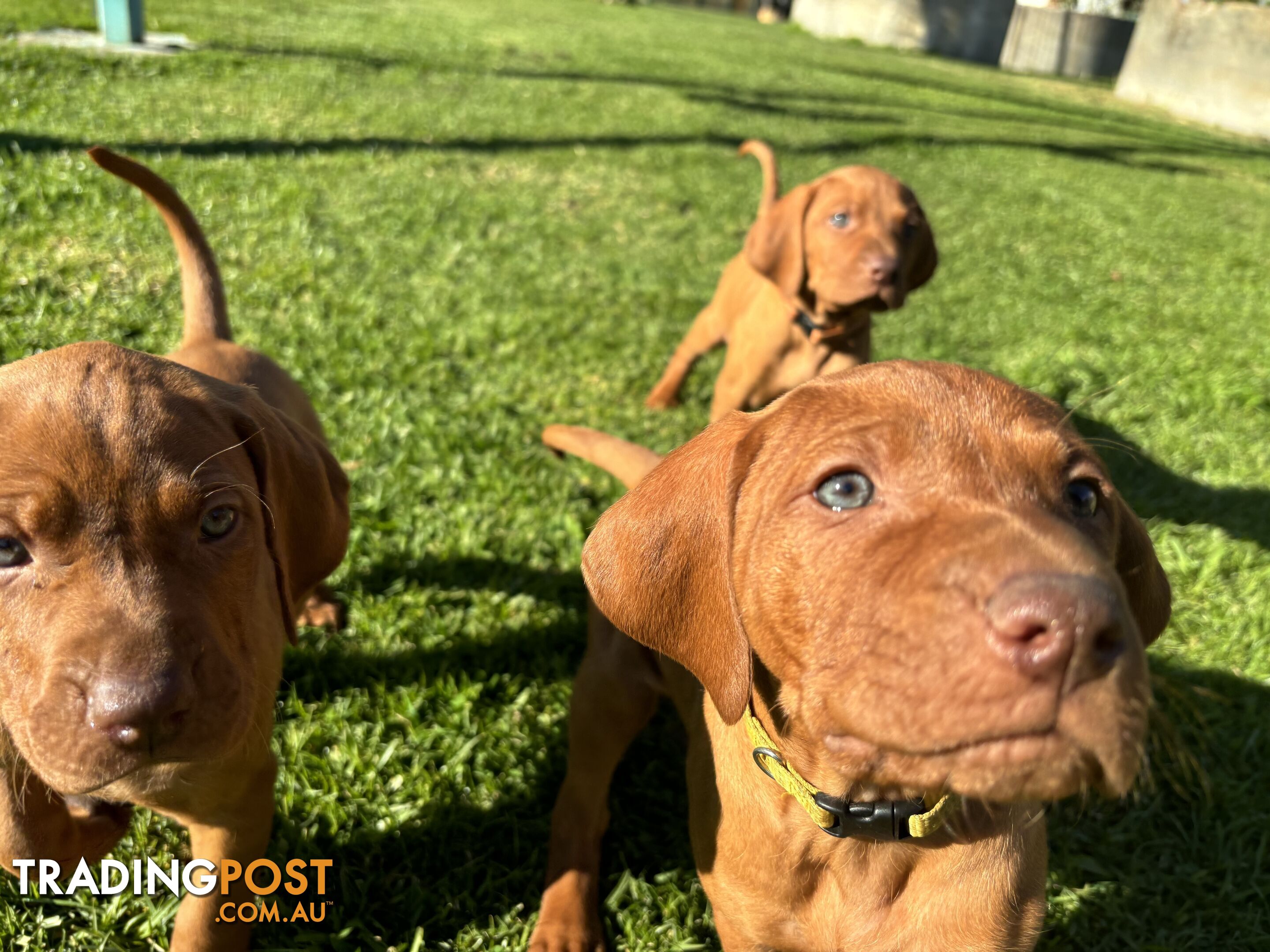 Hungarian Vizsla Puppies