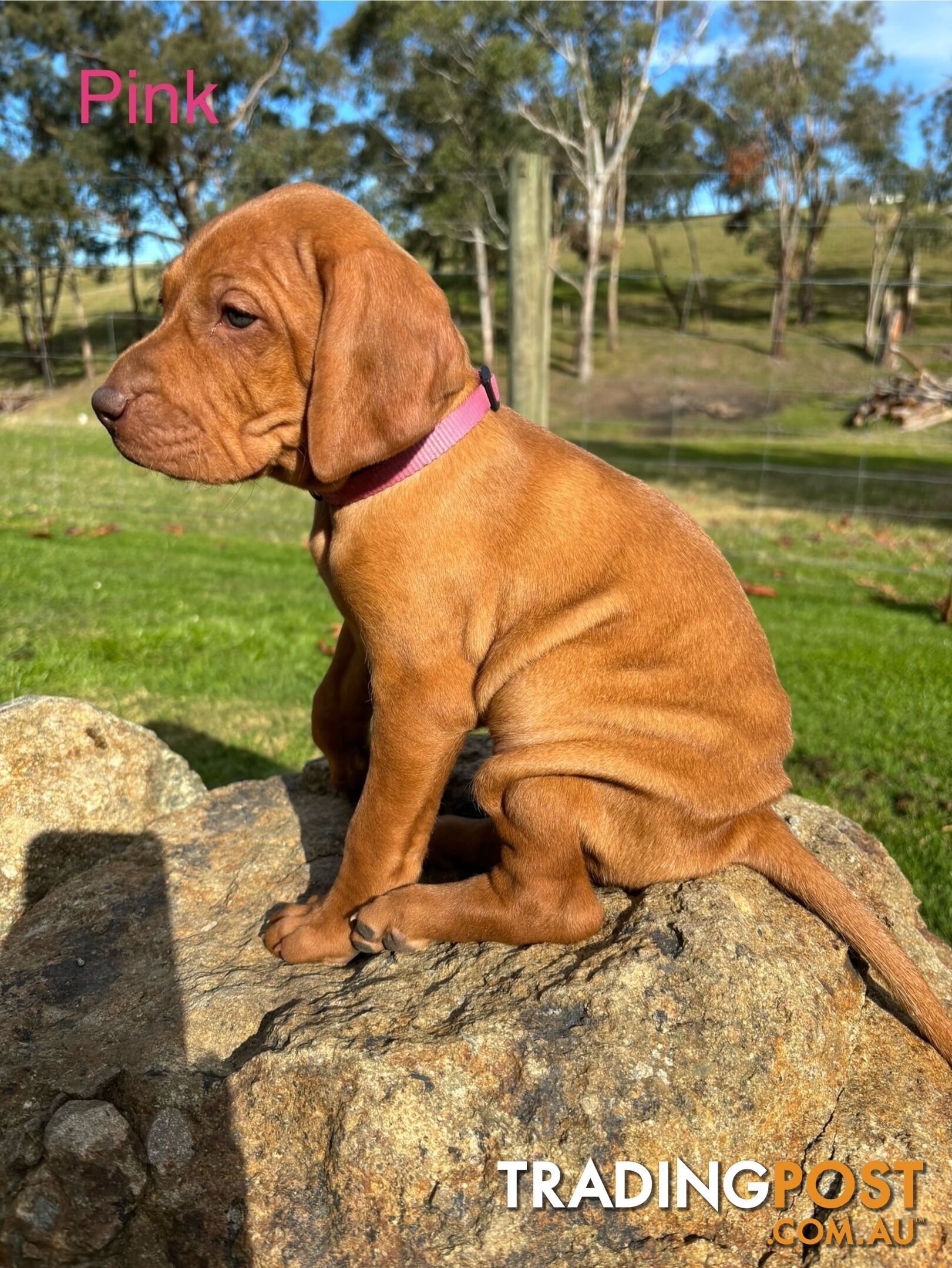 Hungarian Vizsla Puppies