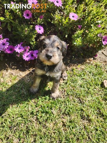 First Generation Miniature Schnoodles