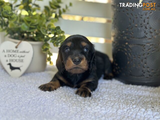 🐾 Beautiful Longhair mini Dachshunds 🐾