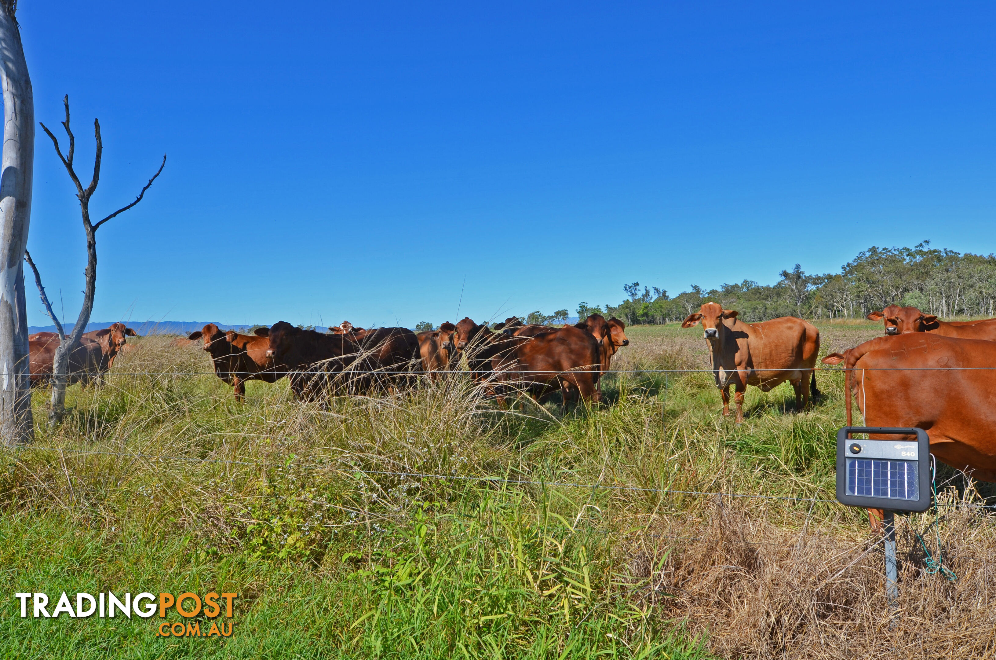 142 Pickford Road Biboohra QLD 4880