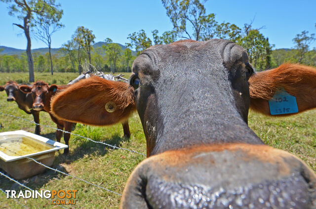 107 Ti Tree Road Atherton QLD 4883