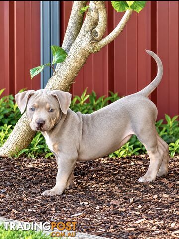 American Bully’s Staffordshire terrier