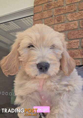 Groodle Puppies