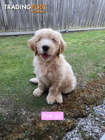 Golden Retriever x Groodle Puppies