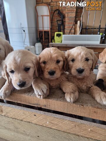Groodle Puppies