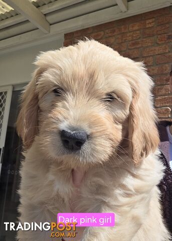 Groodle Puppies
