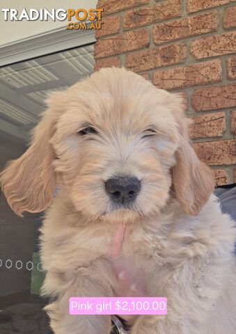 Groodle Puppies