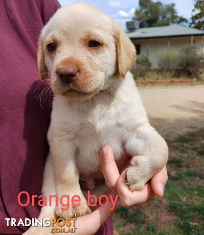 Labrador Puppies