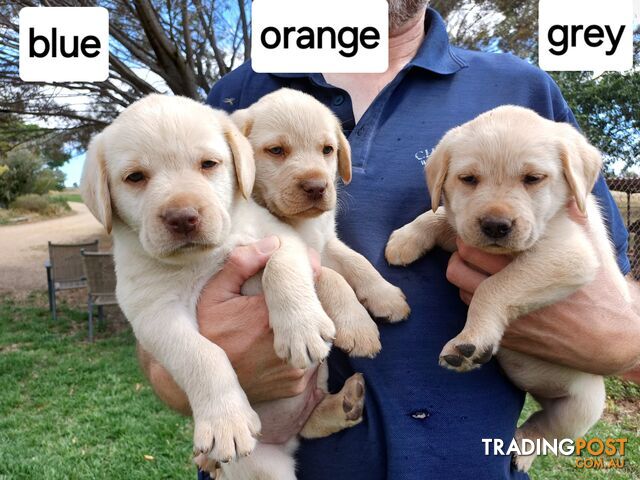 Labrador Puppies