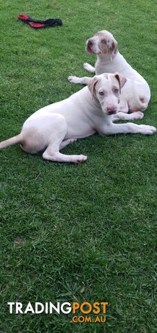 Bull Arab dane Catahoula X Pitty Greyhound Lab puppies