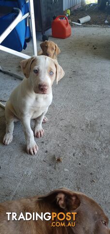 Bull Arab dan catahoula x pitty greyhound lab puppies