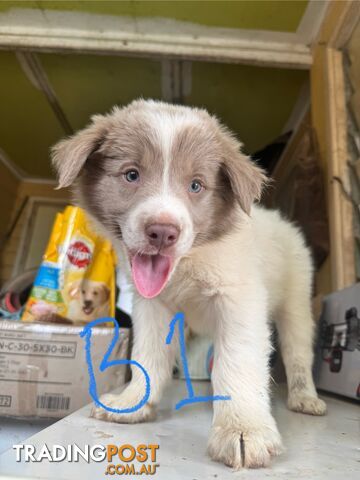 pure bred border collie pups