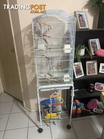 Cockatiel + Complete Setup