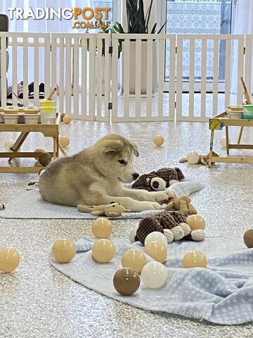 Alaskan malamute Puppies