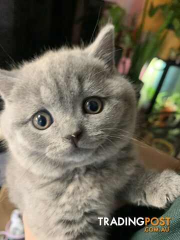 🐈‍⬛🏆 PEDIGREE BRITISH SHORTHAIR KITTENS 🏆🐈‍⬛